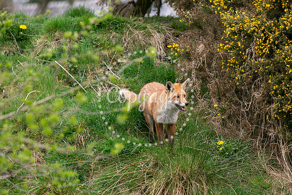 Wildlife-1003