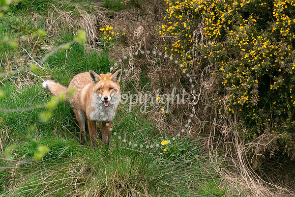 Wildlife-999