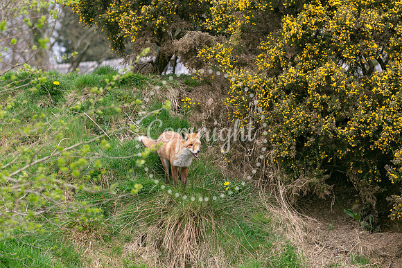 Wildlife-997