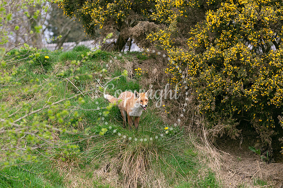 Wildlife-995