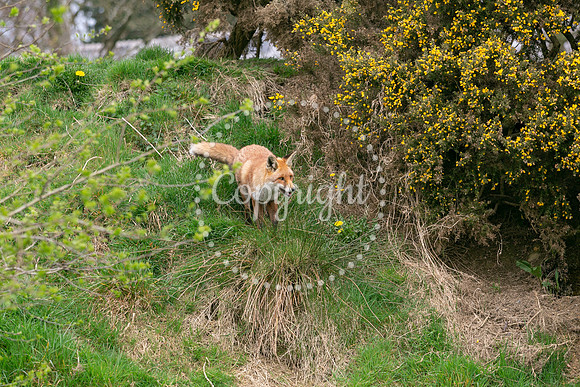 Wildlife-985