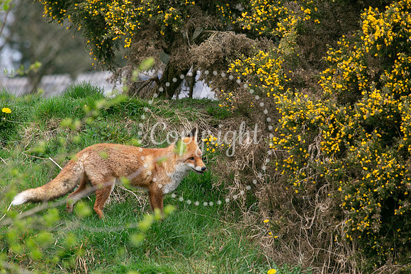 Wildlife-983