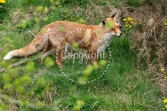 Wildlife-981