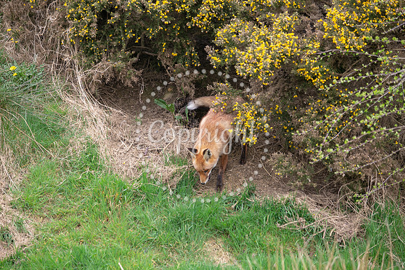Wildlife-959