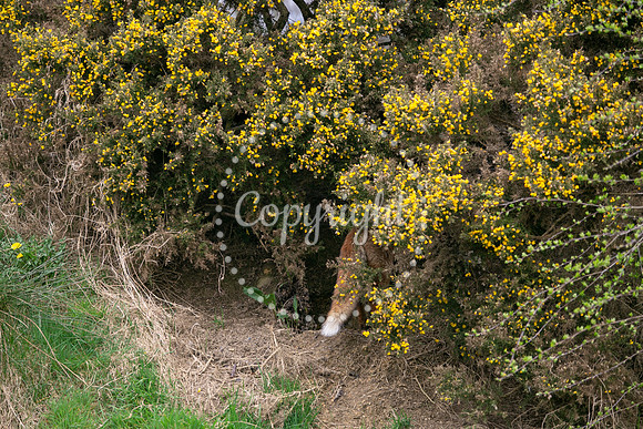 Wildlife-957