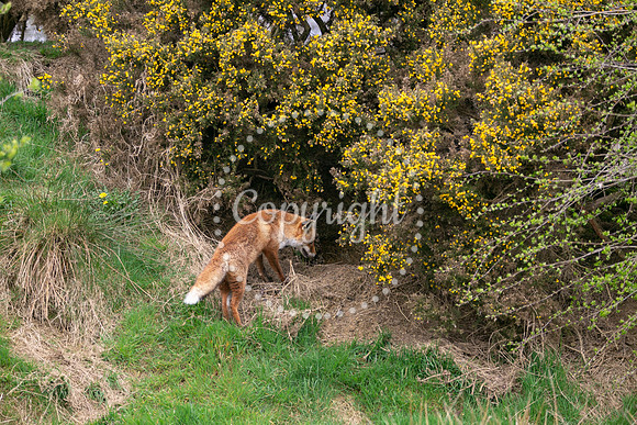 Wildlife-955