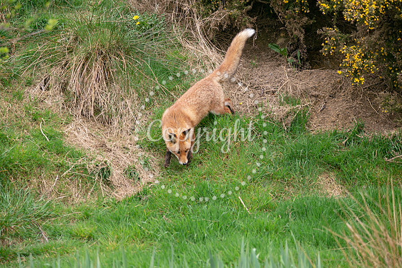 Wildlife-953
