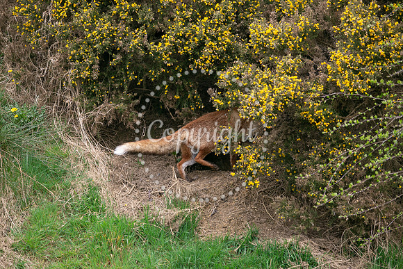 Wildlife-951