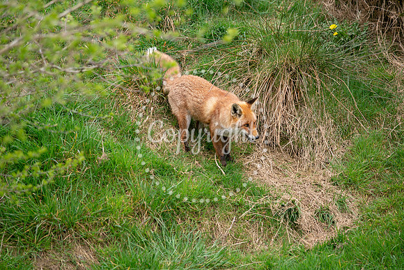 Wildlife-949