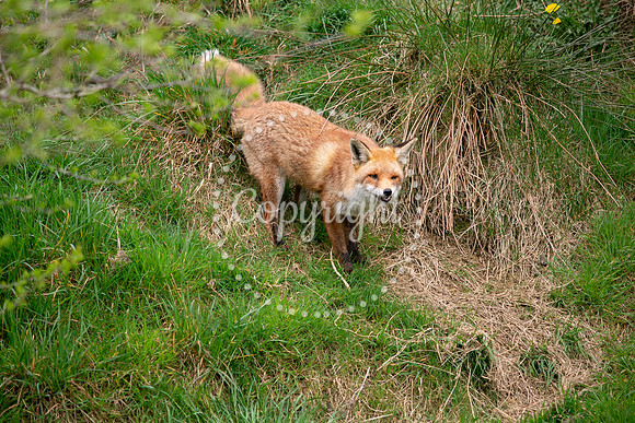 Wildlife-947