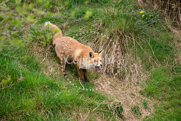 Wildlife-945
