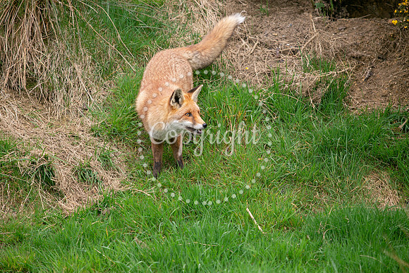 Wildlife-943