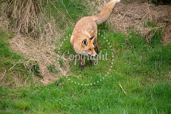 Wildlife-941