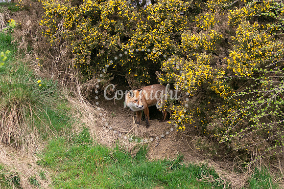 Wildlife-937
