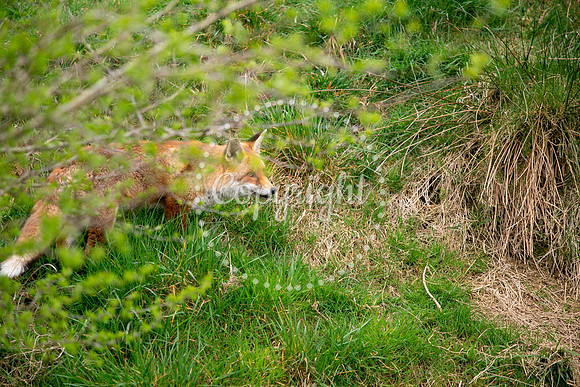 Wildlife-931
