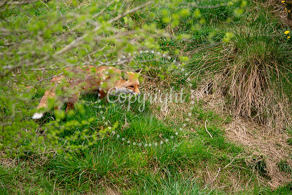 Wildlife-929