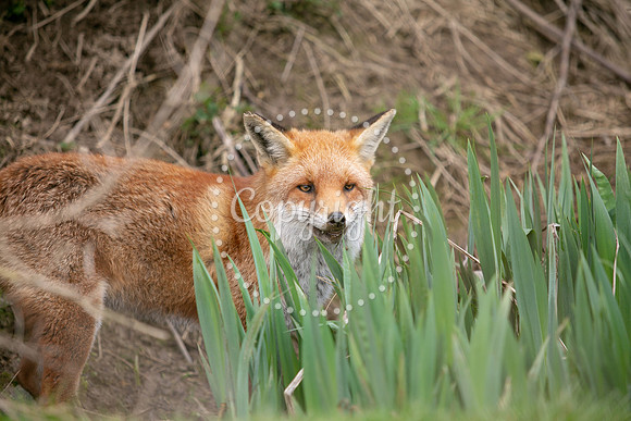 Wildlife-893
