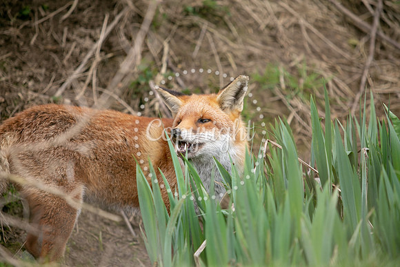 Wildlife-891