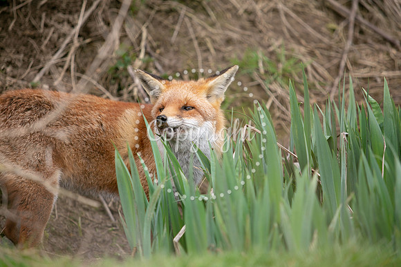 Wildlife-889