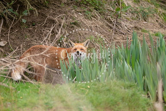Wildlife-887