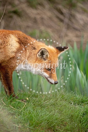 Wildlife-879