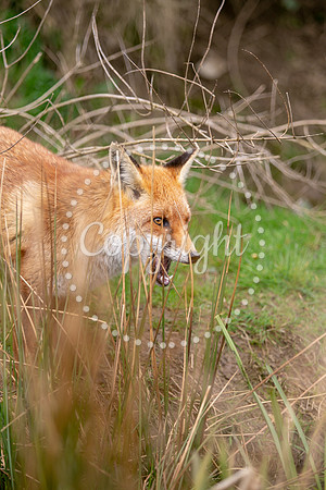 Wildlife-871