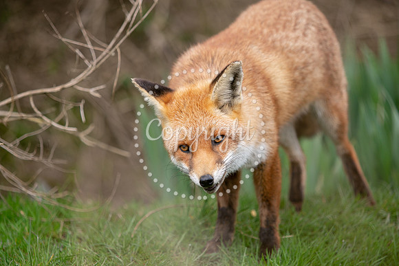 Wildlife-855