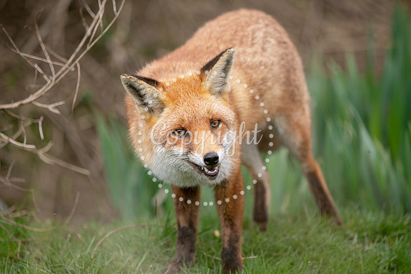 Wildlife-853