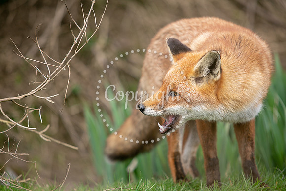 Wildlife-845