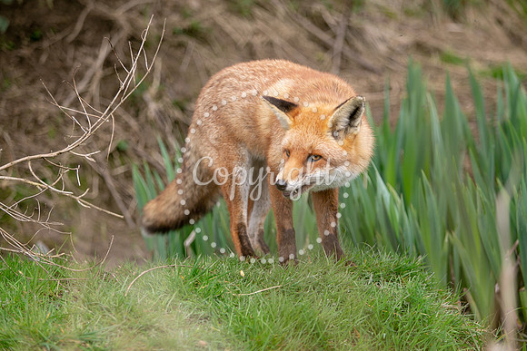 Wildlife-841