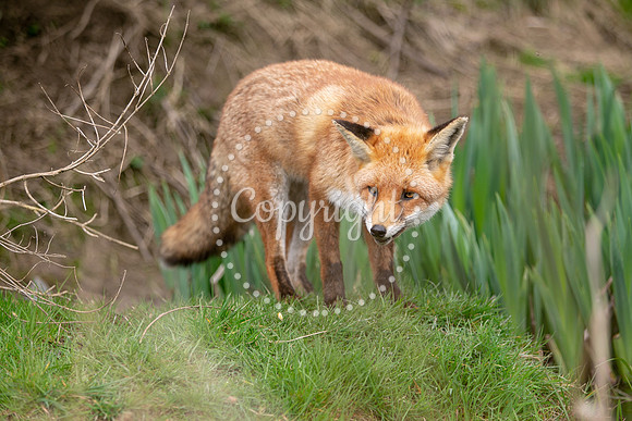 Wildlife-839