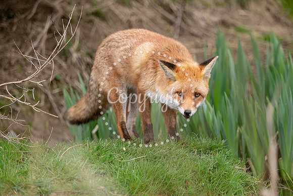Wildlife-837