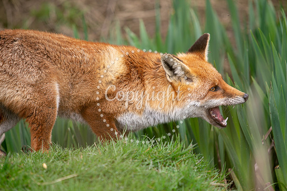 Wildlife-823