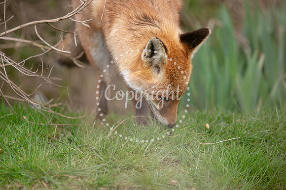 Wildlife-813