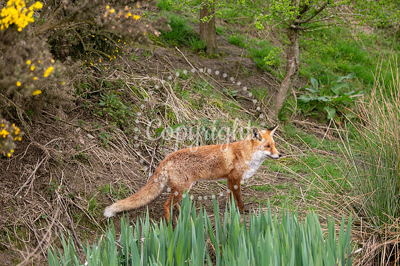 Wildlife-789