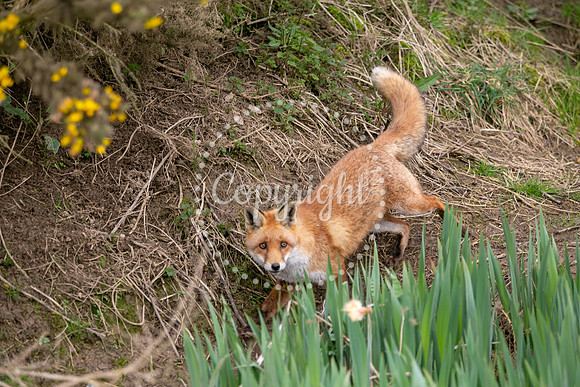 Wildlife-763