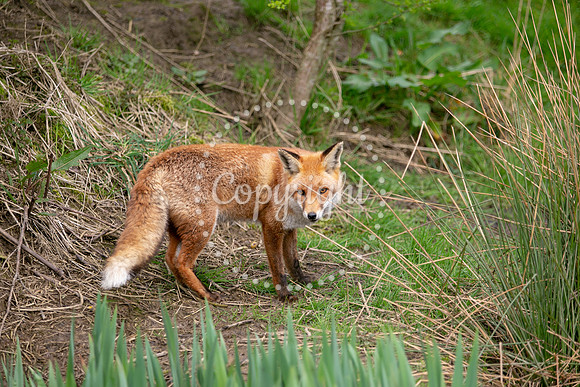 Wildlife-755