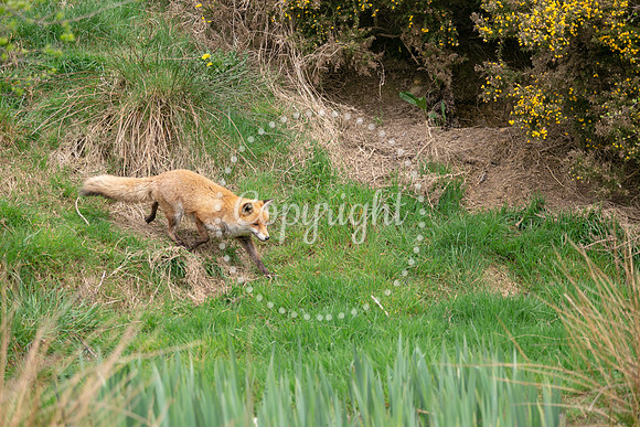 Wildlife-711