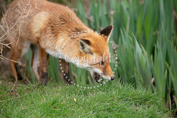 Wildlife-747