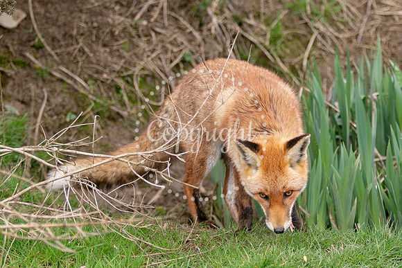 Wildlife-743