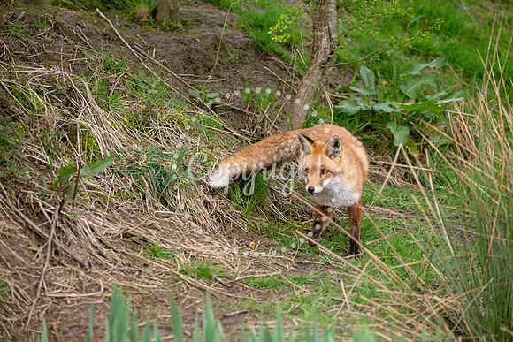 Wildlife-801