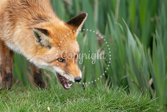 Wildlife-745