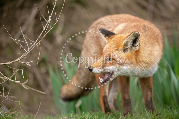 Wildlife-843