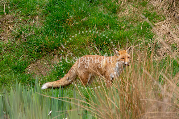 Wildlife-1079