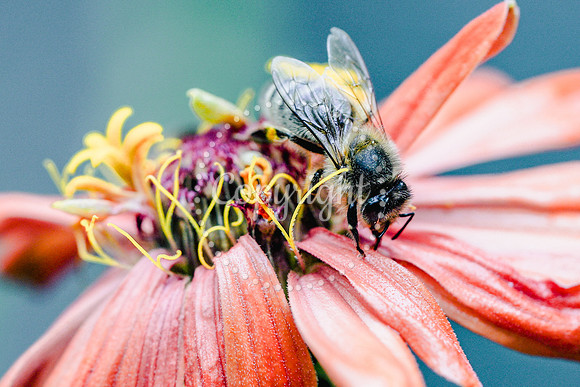 Bees-20