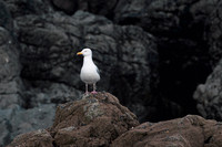 Langland03-2024-061