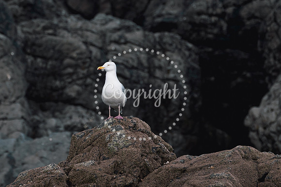 Langland03-2024-061