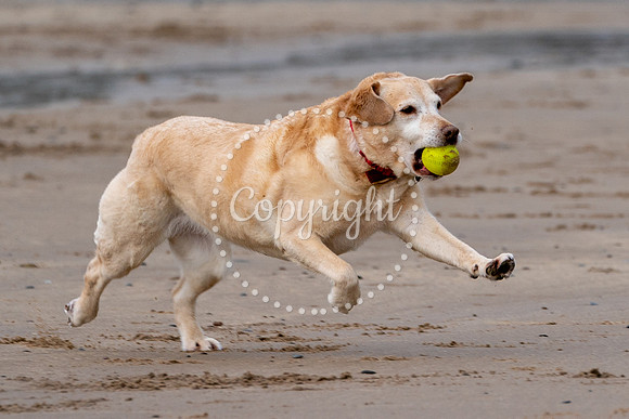 Langland03-2024-329