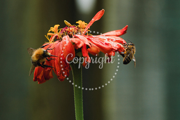 Bees-21