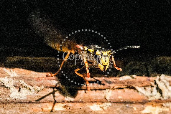 wasp-7